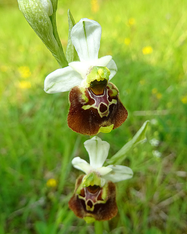 Ophrys holosericea, tetraloniae o untchjii ? ......holosericea.